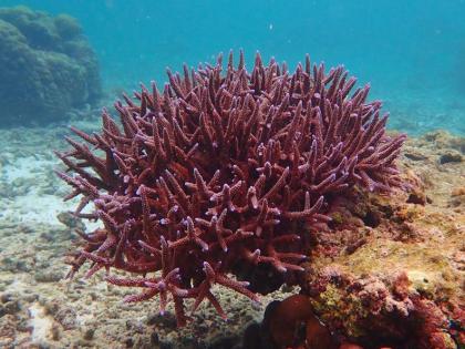 NZ launches interactive map for biodiversity restoration | NZ launches interactive map for biodiversity restoration
