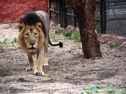 Two Asiatic lions fall ill at Etawah Safari Park | Two Asiatic lions fall ill at Etawah Safari Park Two Asiatic lions fall ill at Etawah Safari Park | Two Asiatic lions fall ill at Etawah Safari Park