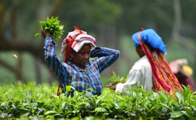 Piyush Goyal tells Plantation Boards to step up exports drive | Piyush Goyal tells Plantation Boards to step up exports drive Piyush Goyal tells Plantation Boards to step up exports drive | Piyush Goyal tells Plantation Boards to step up exports drive