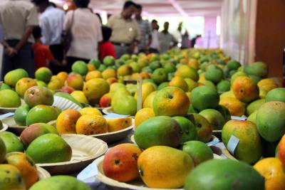 The ripe season for Gaurjeet mangoes, a hidden secret of UP's Gorakhpur-Basti region | The ripe season for Gaurjeet mangoes, a hidden secret of UP's Gorakhpur-Basti region
