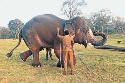 Tusker Shankar who killed 3 people being trained to ward off wild elephants | Tusker Shankar who killed 3 people being trained to ward off wild elephants Tusker Shankar who killed 3 people being trained to ward off wild elephants | Tusker Shankar who killed 3 people being trained to ward off wild elephants