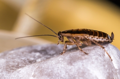 Cafeterias of Pak Parliament House sealed after cockroaches found in food | Cafeterias of Pak Parliament House sealed after cockroaches found in food