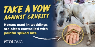 PETA campaign for horse-free weddings | PETA campaign for horse-free weddings