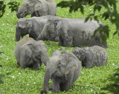 Three-day synchronised elephant census of South Indian states from May 23 | Three-day synchronised elephant census of South Indian states from May 23