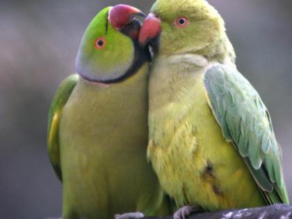 Bengal to soon impose ban on keeping Indian bird species as pets | Bengal to soon impose ban on keeping Indian bird species as pets Bengal to soon impose ban on keeping Indian bird species as pets | Bengal to soon impose ban on keeping Indian bird species as pets