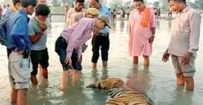 Tiger carcass found floating in UP sanctuary canal | Tiger carcass found floating in UP sanctuary canal
