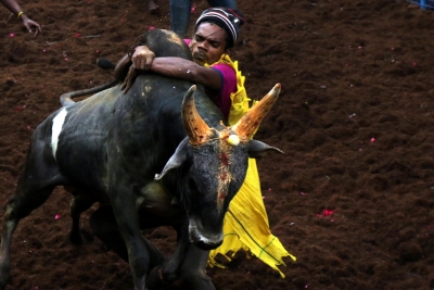 Rights activists raise red flag after 7 die in TN Jallikattu | Rights activists raise red flag after 7 die in TN Jallikattu