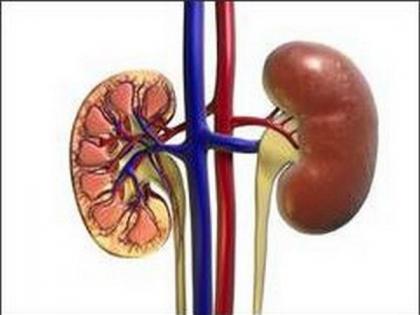 Lipid droplets help protect kidney cells from damage: Study | Lipid droplets help protect kidney cells from damage: Study