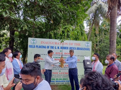 World's first genetically modified rubber plant planted in Assam | World's first genetically modified rubber plant planted in Assam
