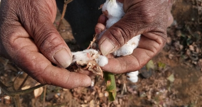 Gujarat issues advisory to safeguard cotton crops from rising pest infestations | Gujarat issues advisory to safeguard cotton crops from rising pest infestations