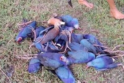 Wildlife officials probing deaths of over 500 migratory birds in Tripura | Wildlife officials probing deaths of over 500 migratory birds in Tripura