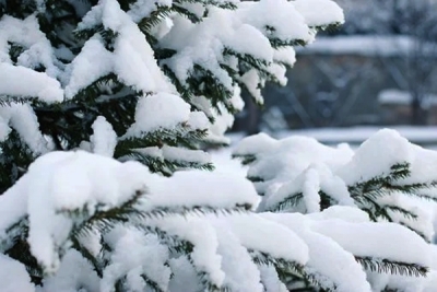 Christmas trees stay green because of photosynthetic shortcut | Christmas trees stay green because of photosynthetic shortcut Christmas trees stay green because of photosynthetic shortcut | Christmas trees stay green because of photosynthetic shortcut
