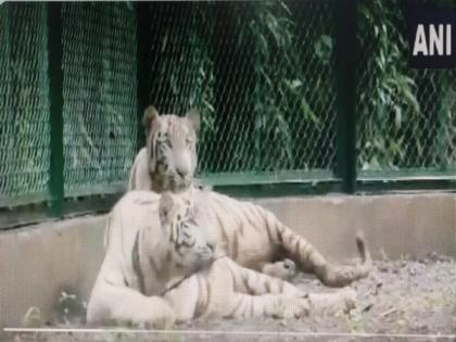 Karnataka Zoo gets tigress, ostrich from Chennai Zoo | Karnataka Zoo gets tigress, ostrich from Chennai Zoo