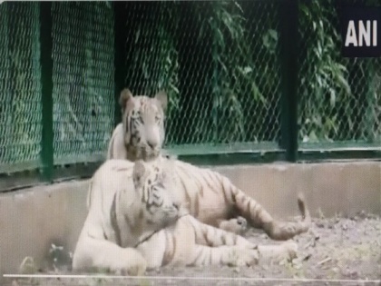 Surat zoo gets pair of white tigers from Rajkot under animal exchange programme | Surat zoo gets pair of white tigers from Rajkot under animal exchange programme