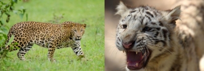Man-eater leopard & tiger menace haunts K'taka district; spl operation launched | Man-eater leopard & tiger menace haunts K'taka district; spl operation launched Man-eater leopard & tiger menace haunts K'taka district; spl operation launched | Man-eater leopard & tiger menace haunts K'taka district; spl operation launched