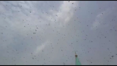 Locusts damage over 1,100 hectares of crops in Nepal | Locusts damage over 1,100 hectares of crops in Nepal