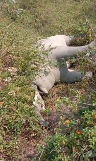 Elephant carcass found in Amangarh Reserve | Elephant carcass found in Amangarh Reserve