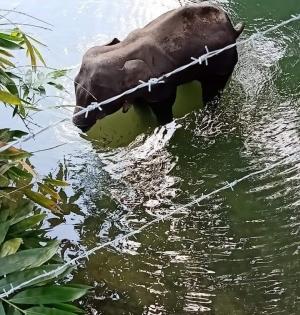 Captive elephant deaths in Kerala halve in past 2 years | Captive elephant deaths in Kerala halve in past 2 years Captive elephant deaths in Kerala halve in past 2 years | Captive elephant deaths in Kerala halve in past 2 years