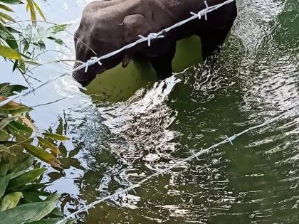 Elephant's tail cut off; K’taka forest dept launches hunt for accused | Elephant's tail cut off; K’taka forest dept launches hunt for accused