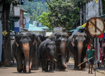 Lankan railways announces new speed limits to protect wild elephants | Lankan railways announces new speed limits to protect wild elephants Lankan railways announces new speed limits to protect wild elephants | Lankan railways announces new speed limits to protect wild elephants