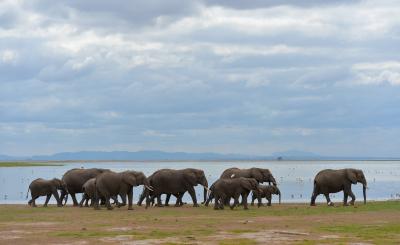 Kenya to raise $910K for conservation of elephants | Kenya to raise $910K for conservation of elephants