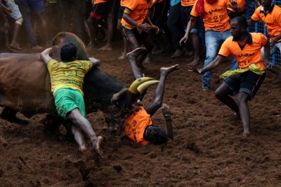 Only bull owners, tamers with passes will be allowed to enter Avaniyapuram Jallikattu: Police | Only bull owners, tamers with passes will be allowed to enter Avaniyapuram Jallikattu: Police Only bull owners, tamers with passes will be allowed to enter Avaniyapuram Jallikattu: Police | Only bull owners, tamers with passes will be allowed to enter Avaniyapuram Jallikattu: Police