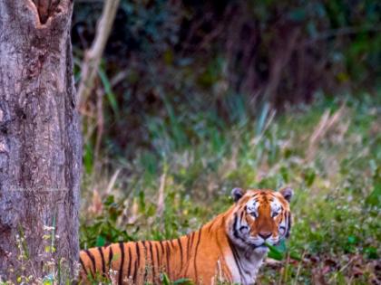 TN Forest Department sets up 20 member team to probe death of two tigers | TN Forest Department sets up 20 member team to probe death of two tigers TN Forest Department sets up 20 member team to probe death of two tigers | TN Forest Department sets up 20 member team to probe death of two tigers