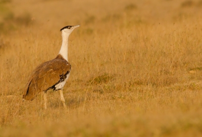 Can there be a 'Project Great Indian Bustard' to protect endangered species, SC to Centre | Can there be a 'Project Great Indian Bustard' to protect endangered species, SC to Centre