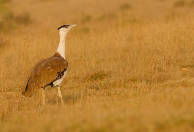 Experts to SC: Expedite underground power lines to save Great Indian Bustard | Experts to SC: Expedite underground power lines to save Great Indian Bustard Experts to SC: Expedite underground power lines to save Great Indian Bustard | Experts to SC: Expedite underground power lines to save Great Indian Bustard