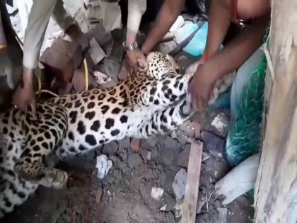 Leopard injures 4 in Indore's Limbodi | Leopard injures 4 in Indore's Limbodi