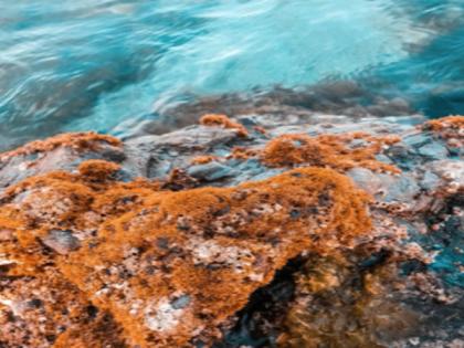 Lichens in danger of losing evolutionary race with climate change: Study | Lichens in danger of losing evolutionary race with climate change: Study Lichens in danger of losing evolutionary race with climate change: Study | Lichens in danger of losing evolutionary race with climate change: Study