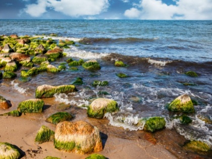 Study suggests how algae in global ocean might get impacted by climate change | Study suggests how algae in global ocean might get impacted by climate change