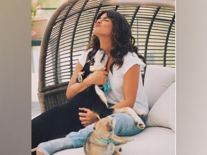 Priyanka Chopra misses her pet 'Panda', shares adorable photo | Priyanka Chopra misses her pet 'Panda', shares adorable photo