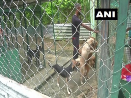 Techie couple leave IT business in US to help stray animals in India | Techie couple leave IT business in US to help stray animals in India