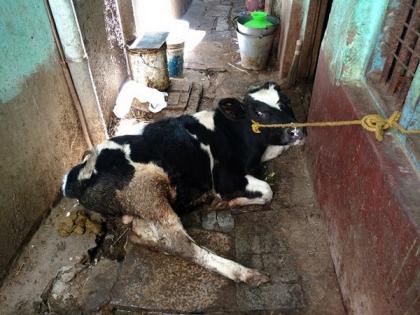 Cow dung becomes extra source of income for farmers under Chhattisgarh's Godhan Nyay Yojana | Cow dung becomes extra source of income for farmers under Chhattisgarh's Godhan Nyay Yojana