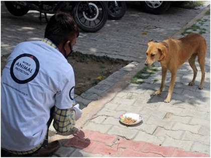 World Animal Protection and NDMC feed hundreds of stray dogs in Delhi | World Animal Protection and NDMC feed hundreds of stray dogs in Delhi