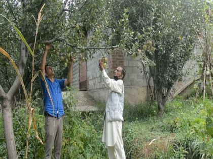 J-K apple growers get subsidy under PMDP for constructing packing sheds | J-K apple growers get subsidy under PMDP for constructing packing sheds