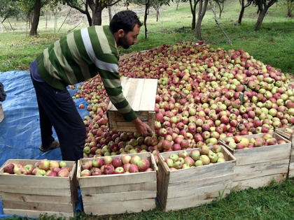 Apples worth Rs 70.45 crore procured directly from Kashmiri farmers till Jan, 2020: J-K govt | Apples worth Rs 70.45 crore procured directly from Kashmiri farmers till Jan, 2020: J-K govt
