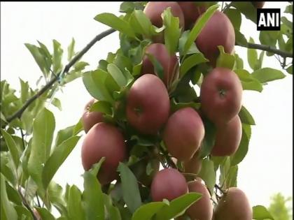 High-density plants provided by Centre help apple growers increase production in Kupwara | High-density plants provided by Centre help apple growers increase production in Kupwara