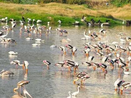 Sewage discharge, garbage dumping: Pallikarani wetland likely to lose Ramsar status | Sewage discharge, garbage dumping: Pallikarani wetland likely to lose Ramsar status Sewage discharge, garbage dumping: Pallikarani wetland likely to lose Ramsar status | Sewage discharge, garbage dumping: Pallikarani wetland likely to lose Ramsar status