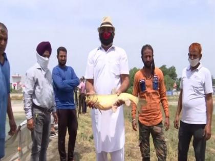 J-K: Pradhan Mantri Matsya Sampada Yojana helps Jammu farmers boost their income | J-K: Pradhan Mantri Matsya Sampada Yojana helps Jammu farmers boost their income