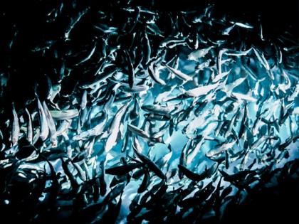 Researchers find declining biodiversity in wild Amazon fisheries threatens human diet | Researchers find declining biodiversity in wild Amazon fisheries threatens human diet