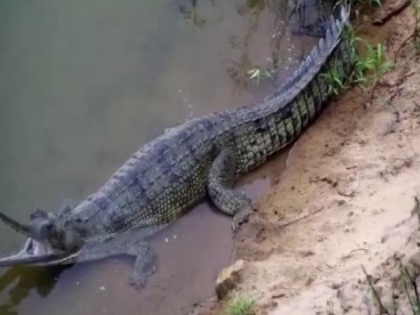 Odisha becomes only state to have all three species of crocodiles | Odisha becomes only state to have all three species of crocodiles