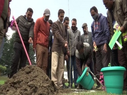 Government starts plantation drive to preserve heritage of Chinar trees in J-K | Government starts plantation drive to preserve heritage of Chinar trees in J-K