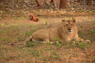 Lioness succumbs to old age in Visakhapatnam rescue centre | Lioness succumbs to old age in Visakhapatnam rescue centre