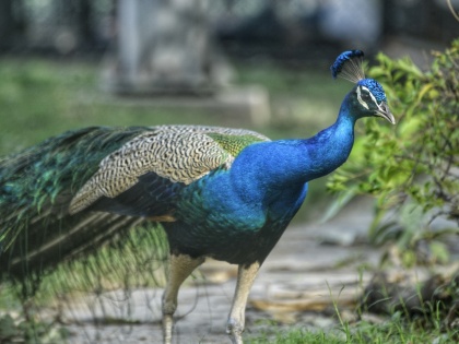 Peacock brutally tortured to death in MP's Katni, search on for accused | Peacock brutally tortured to death in MP's Katni, search on for accused