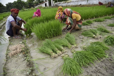 Haryana sees growth in agriculture with adoption of technology | Haryana sees growth in agriculture with adoption of technology