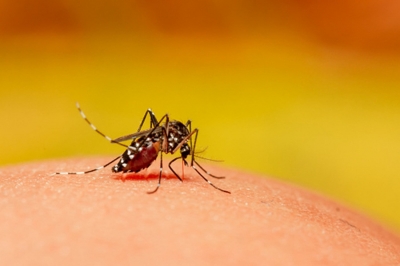 Laos expands eco-friendly mosquito method to combat dengue | Laos expands eco-friendly mosquito method to combat dengue Laos expands eco-friendly mosquito method to combat dengue | Laos expands eco-friendly mosquito method to combat dengue