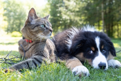 Antibiotic-resistant 'superbugs' passed between dogs, cats and owners: Study | Antibiotic-resistant 'superbugs' passed between dogs, cats and owners: Study
