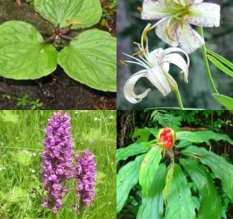 Himachal advocates cultivation of medicinal plants | Himachal advocates cultivation of medicinal plants